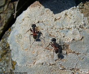 пазл Два муравьев